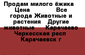 Продам милого ёжика › Цена ­ 10 000 - Все города Животные и растения » Другие животные   . Карачаево-Черкесская респ.,Карачаевск г.